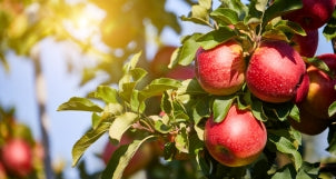 vong-quanh-the-gioi-chuyen-ve-qua-tao-pomona