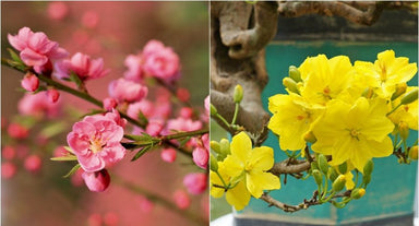 hom-nay-con-choi-gi-hoa-trang-tri-tet-lua-chon-hoan-hao-cho-nam-moi-an-khang