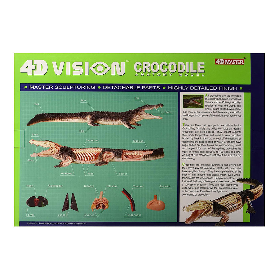 4D Anatomy Model Toy - STEAM Crocodile 622034
