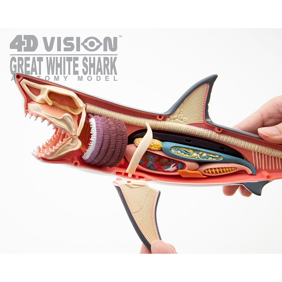 Đồ Chơi Mô Hình Giải Phẫu 4D - Cá Mập Trắng STEAM 622028