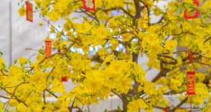vong-quanh-the-gioi-hoa-chung-tet