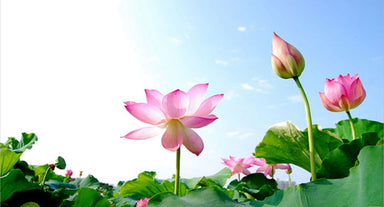 vong-quanh-the-gioi-hoa-nao-duoc-coi-la-quoc-hoa-cua-viet-nam-kham-pha-ngay