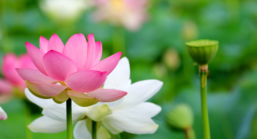 Ý nghĩa hoa sen trong văn hóa của các quốc gia