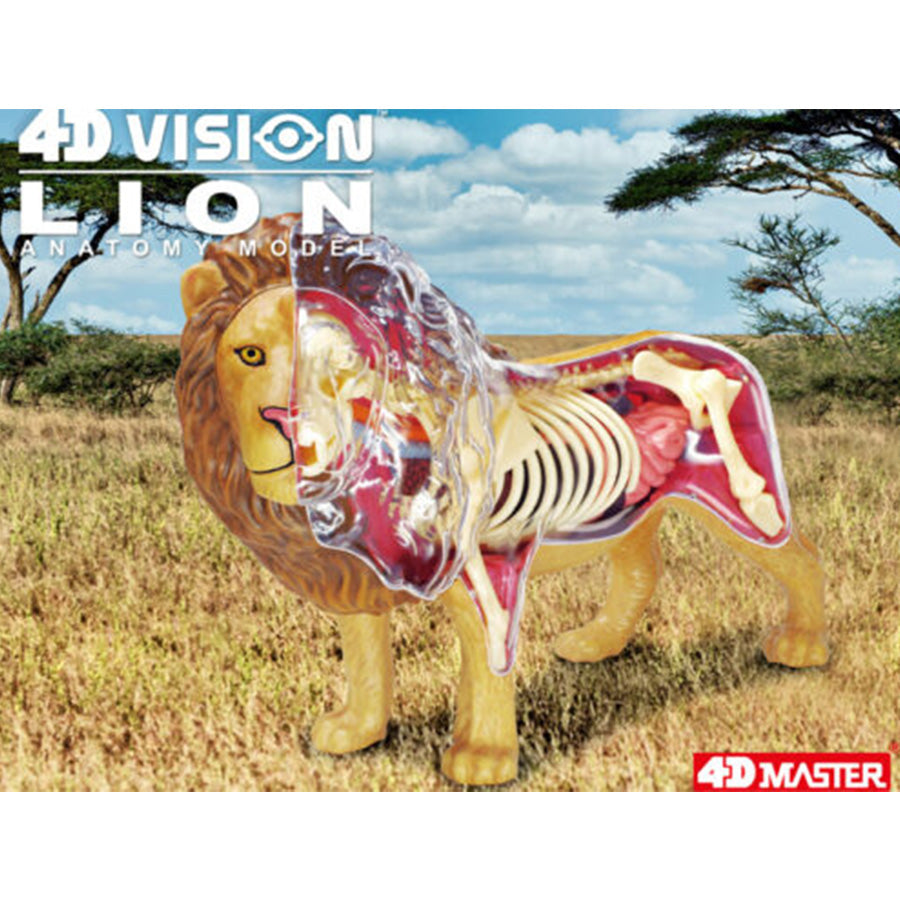 4D Anatomy Model Toy - STEAM Lion 622036