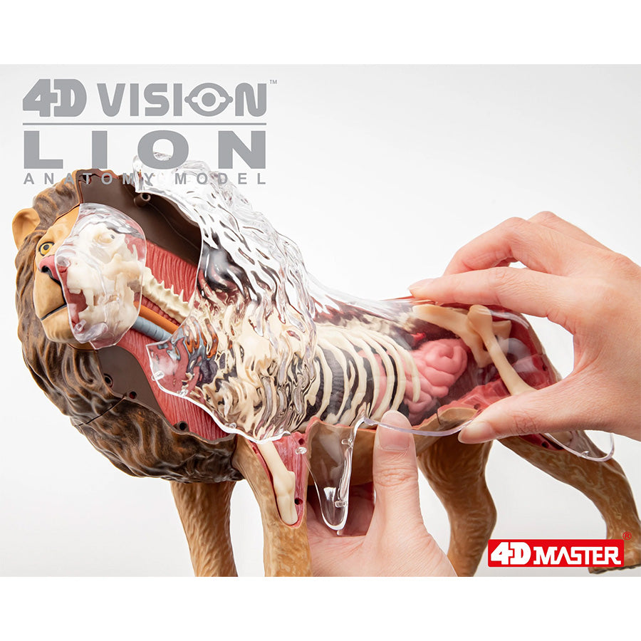 4D Anatomy Model Toy - STEAM Lion 622036