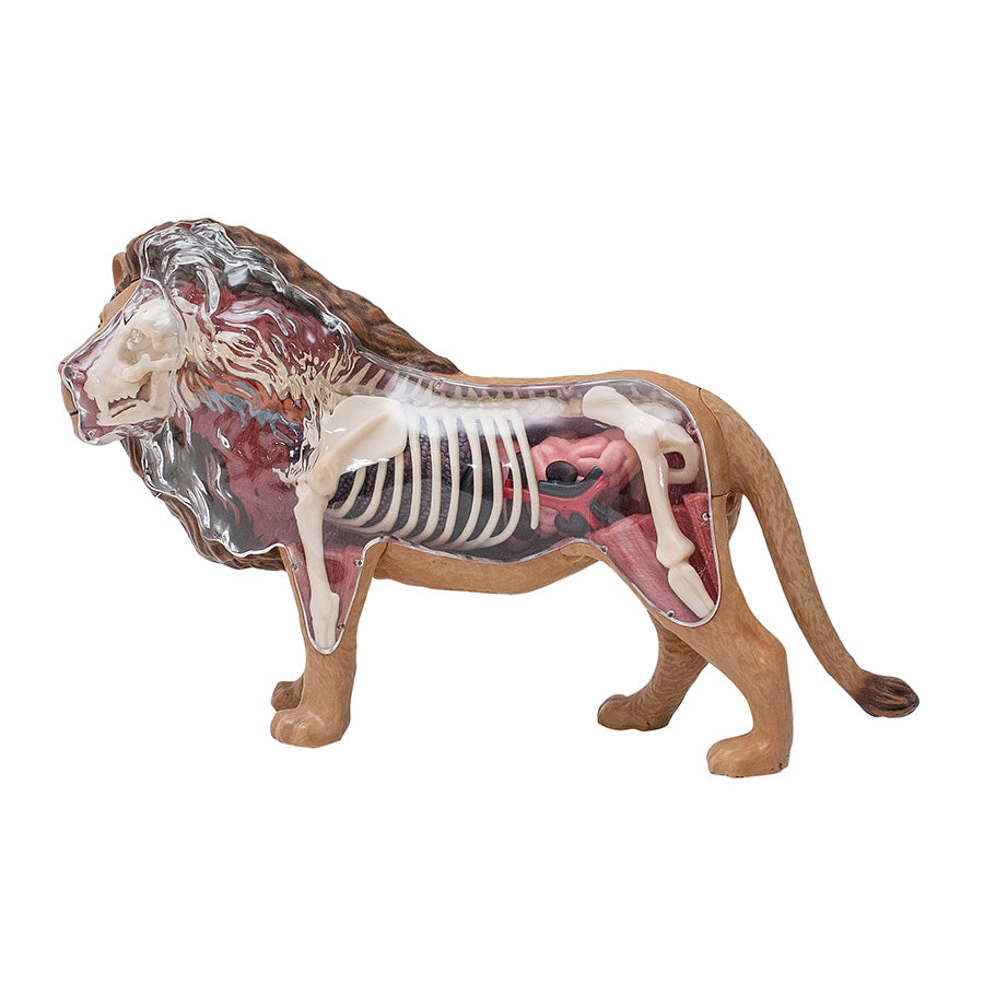 4D Anatomy Model Toy - STEAM Lion 622036