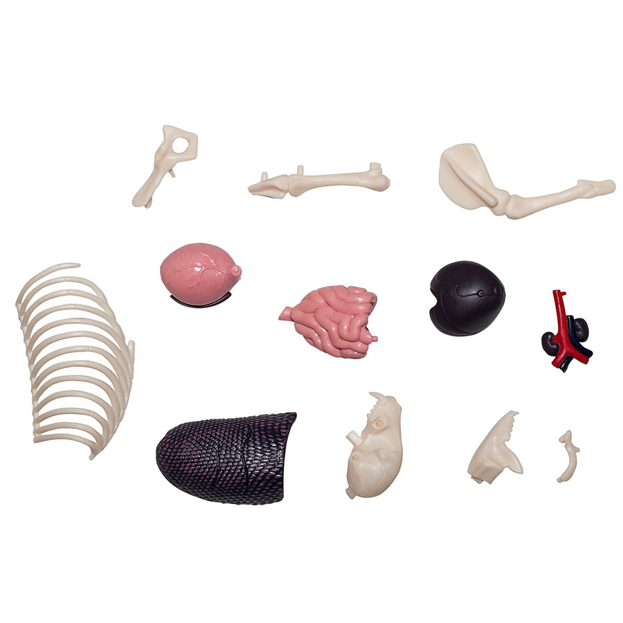 4D Anatomy Model Toy - STEAM Lion 622036