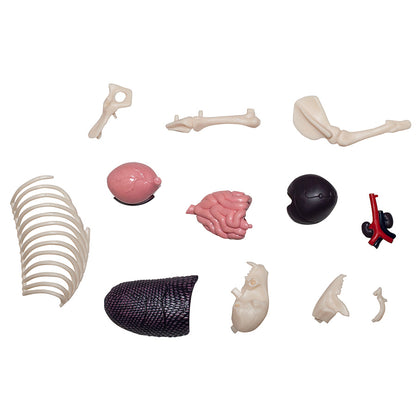 do-choi-mo-hinh-giai-phau-4d-su-tu-622036-09