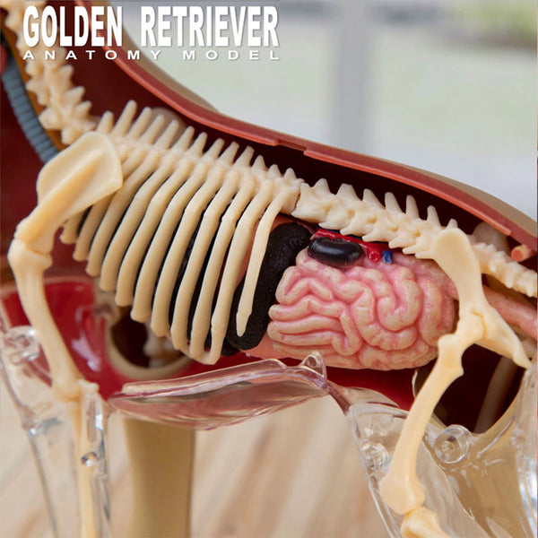 do-choi-mo-hinh-giai-phau-4d-cho-san-long-vang-622007-015