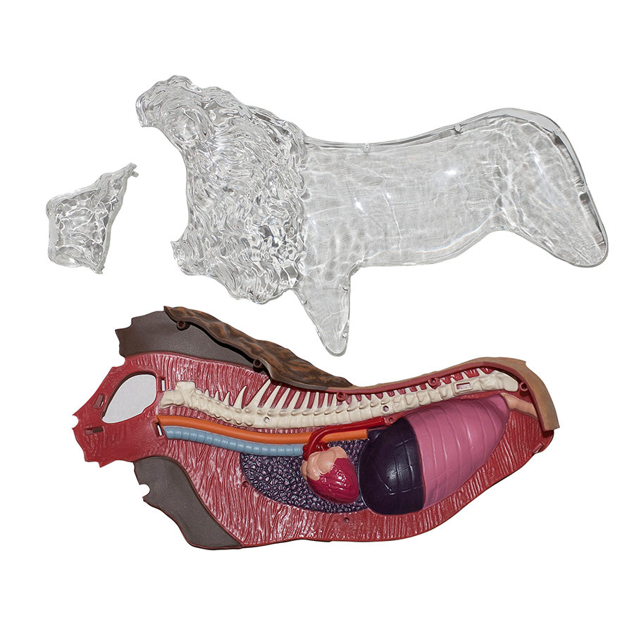 4D Anatomy Model Toy - STEAM Lion 622036