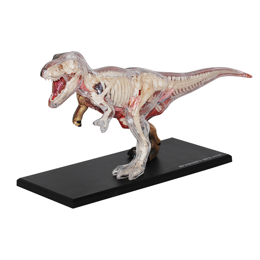 4D Anatomy Model Toy - T-Rex STEAM Dinosaur 622013