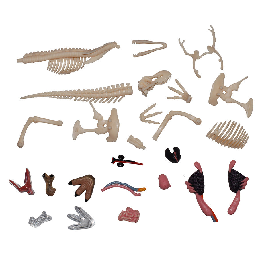 4D Anatomy Model Toy - T-Rex STEAM Dinosaur 622013