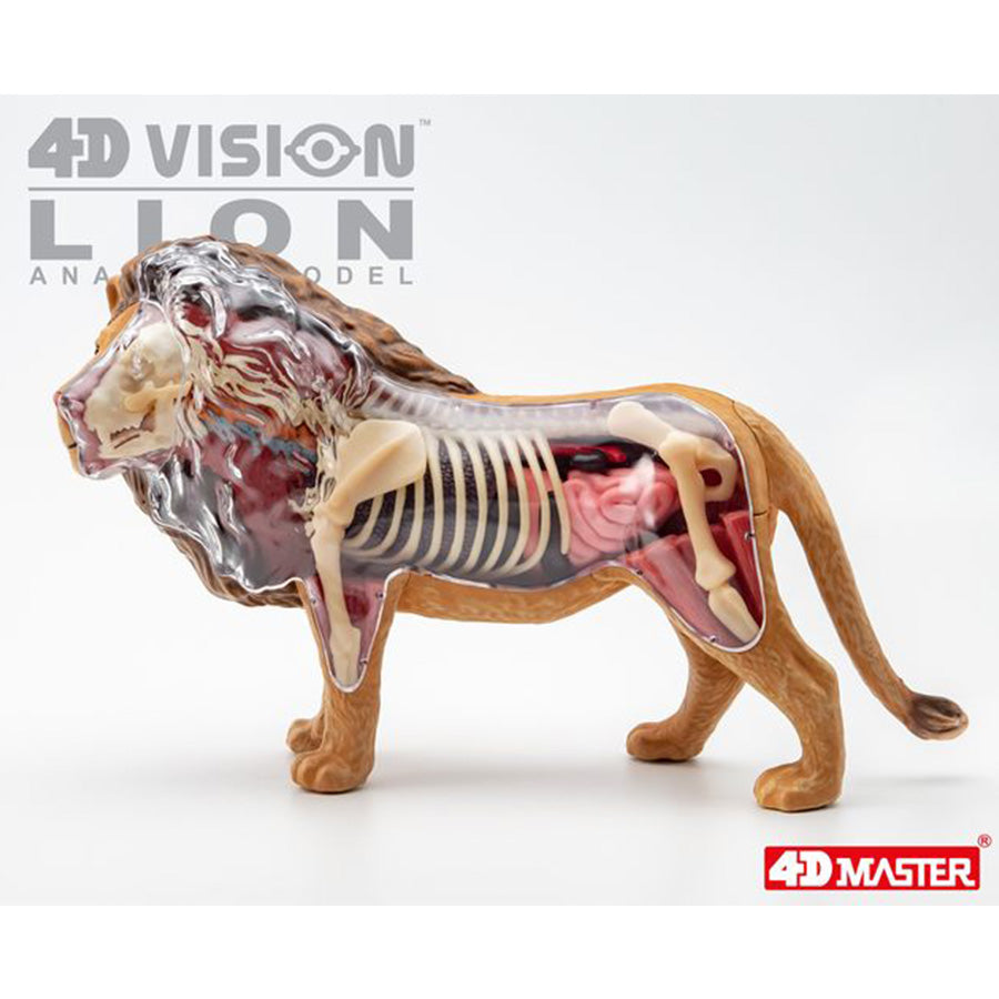 4D Anatomy Model Toy - STEAM Lion 622036