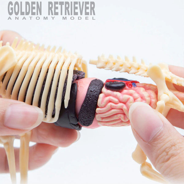 do-choi-mo-hinh-giai-phau-4d-cho-san-long-vang-622007-013