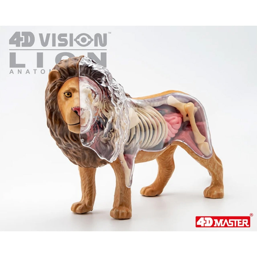 4D Anatomy Model Toy - STEAM Lion 622036