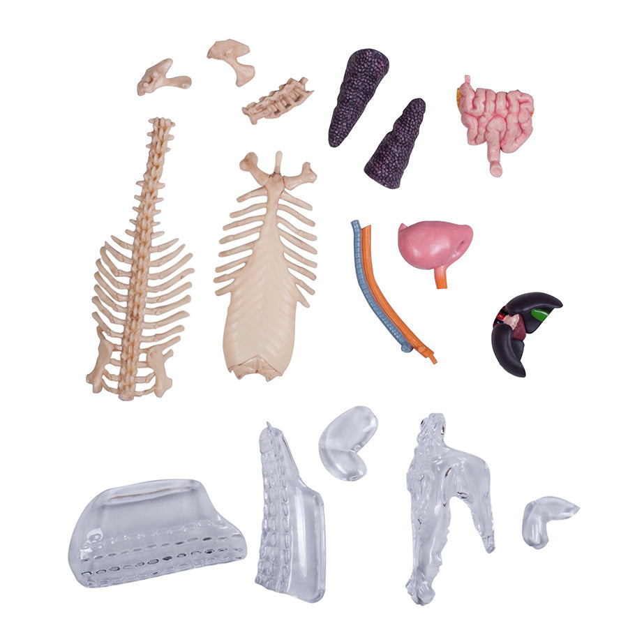 4D Anatomy Model Toy - STEAM Crocodile 622034