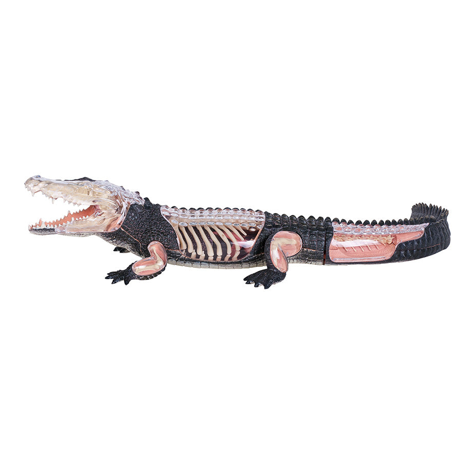 4D Anatomy Model Toy - STEAM Crocodile 622034
