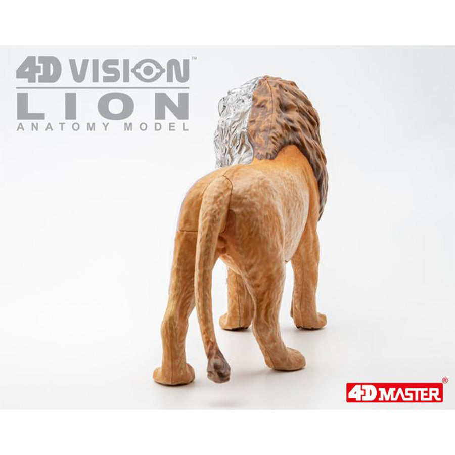 4D Anatomy Model Toy - STEAM Lion 622036