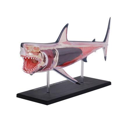 do-choi-mo-hinh-giai-phau-4d-ca-map-trang-622028-04