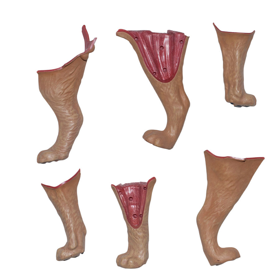 4D Anatomy Model Toy - STEAM Lion 622036