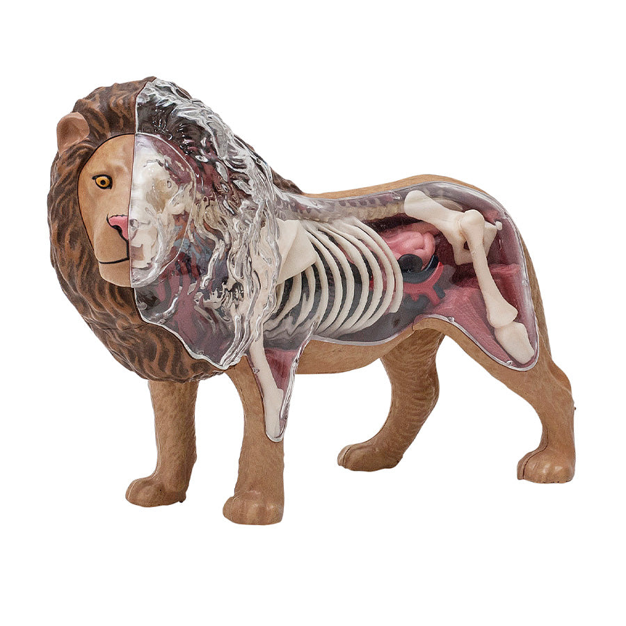 4D Anatomy Model Toy - STEAM Lion 622036