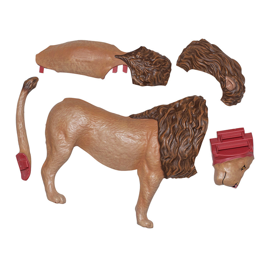 4D Anatomy Model Toy - STEAM Lion 622036