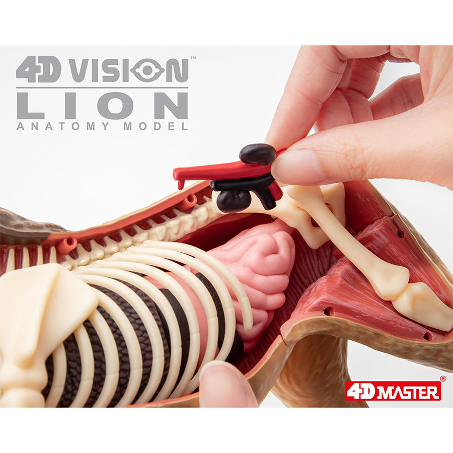 4D Anatomy Model Toy - STEAM Lion 622036