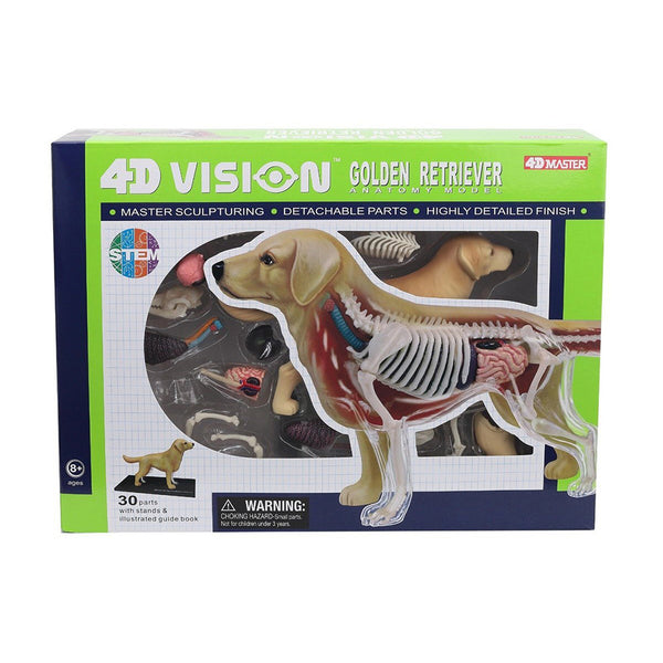do-choi-mo-hinh-giai-phau-4d-cho-san-long-vang-622007-01