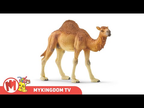 Mô hình động vật SCHLEICH Lạc Đà Một Bứu | SCHLEICH 14832
