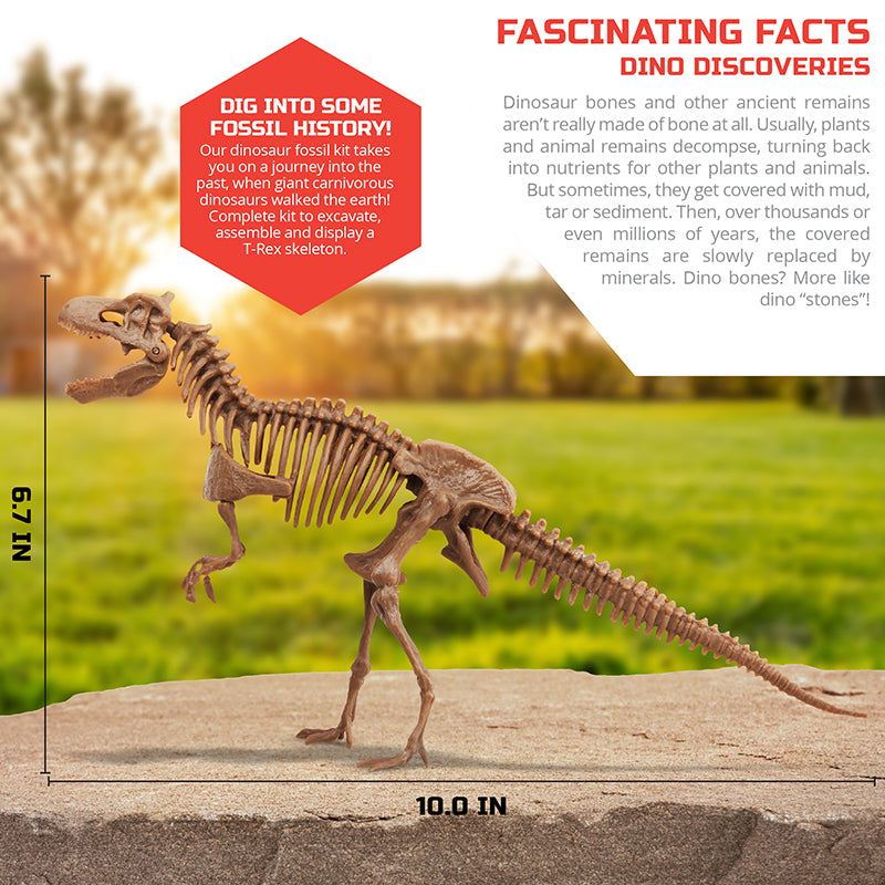 bo-khao-co-truy-tim-xuong-khung-long-t-rex-1423004871-08