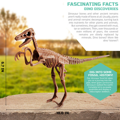 Bộ khảo cổ truy tìm xương Khủng long - Velociraptor STEAM 1423004881