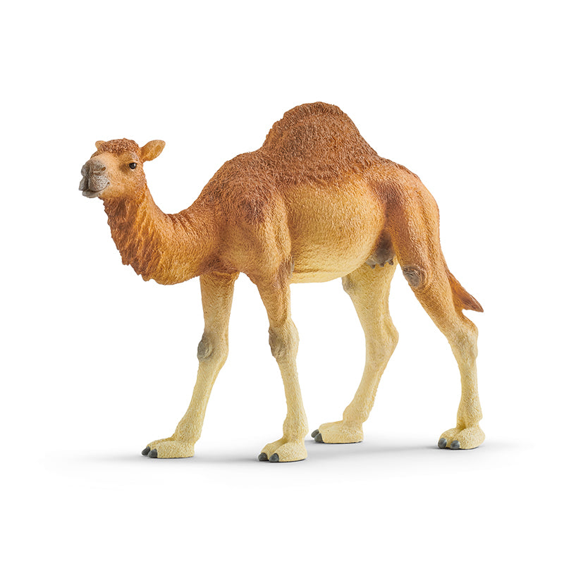 Đồ Chơi Mô Hình Lạc Đà Một Bướu SCHLEICH 14832